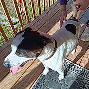 Rocky joined the competition — help win amazing prizes! dog, black_and_white, tongue_out, collar, person, hand, wooden_porch, railing, outdoor, sunlight, shadow, mat, footwear, grass, sidewalk, pet, animal, happy, playing, summer