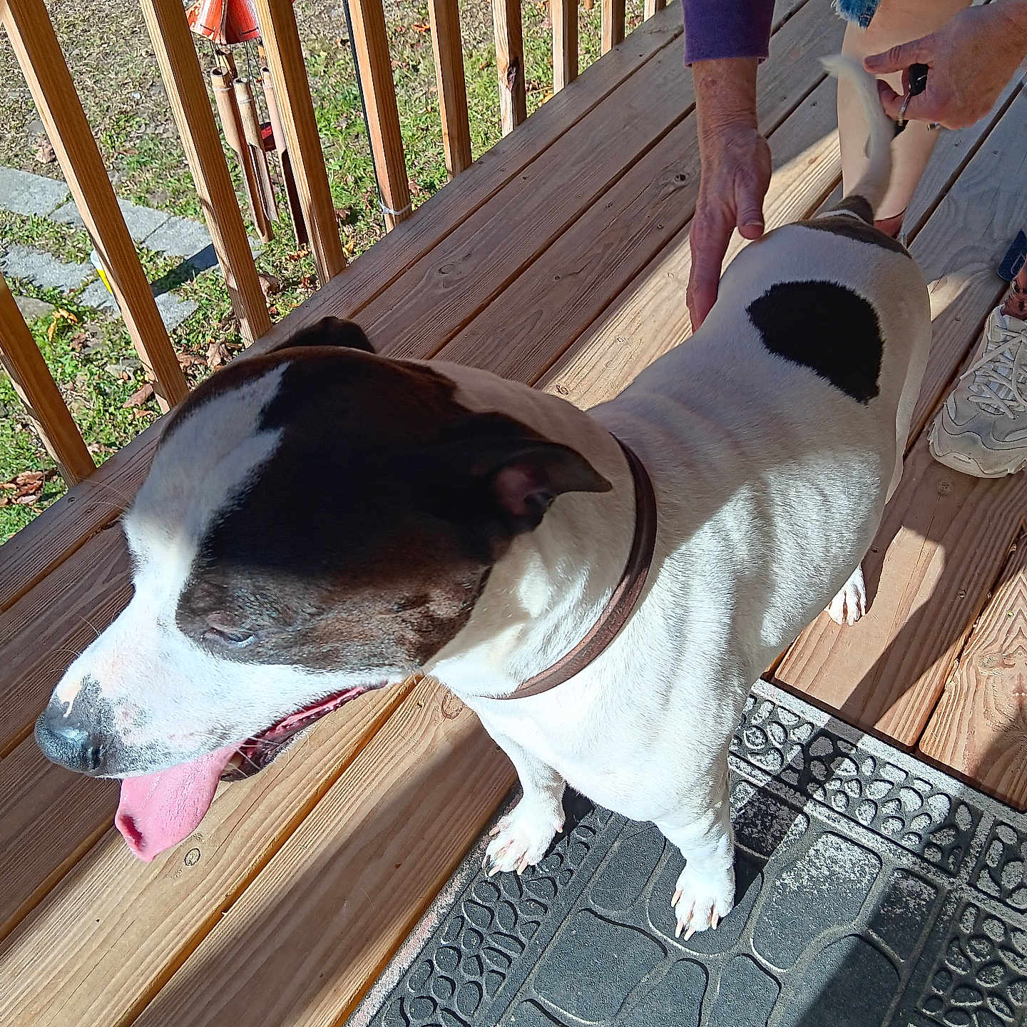 Rocky joined the competition — help win amazing prizes! animal, black_and_white, collar, dog, footwear, grass, hand, happy, mat, outdoor, person, pet, playing, railing, shadow, sidewalk, summer, sunlight, tongue_out, wooden_porch