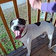 Rocky joined the competition — help win amazing prizes! animal, black_and_white, canine, collar, daylight, dog, friendly, grass, happy, nature, outdoor, paw, person_hand, pet, playful, railing, smiling, sunlight, tongue_out, wooden_deck