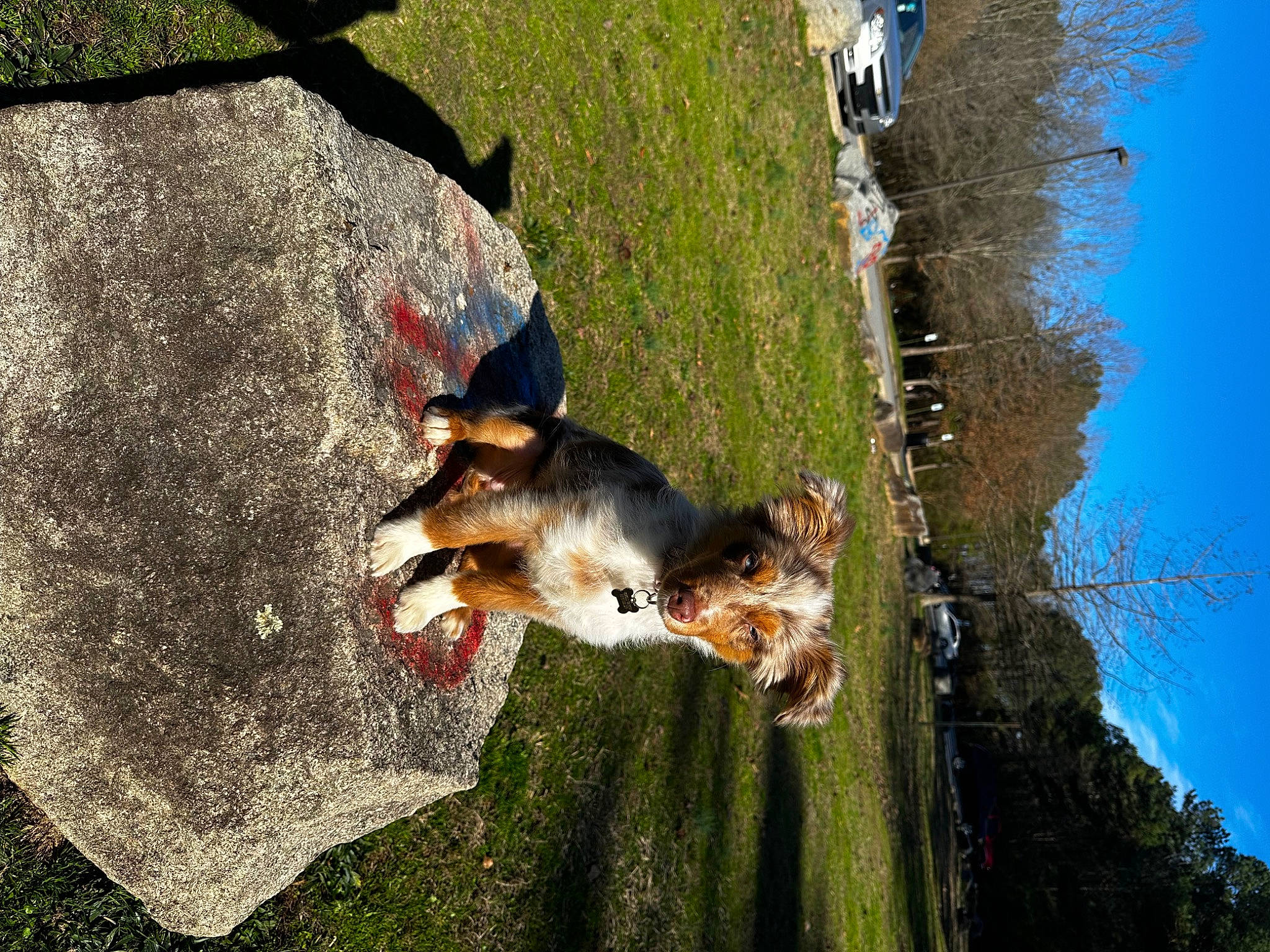 M.j joined the competition — help win amazing prizes! adventure, canidae, carnivore, companion_dog, dog, dog_breed, fawn, grass, landscape, leisure, people_in_nature, plant, shadow, sky, sporting_group, tail, tree, trunk, water, woody_plant