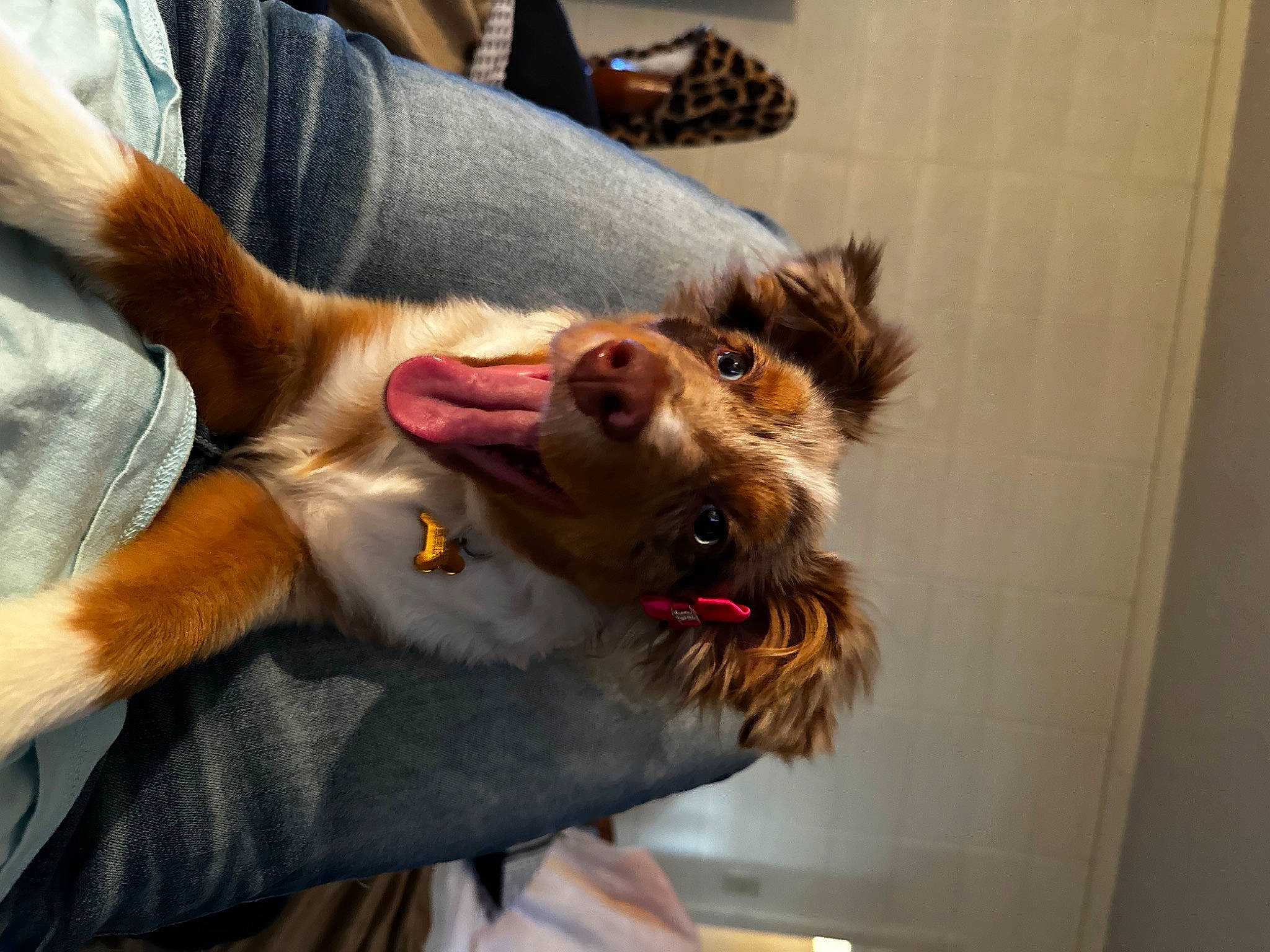 M.j is registered to the contest to win money with this photo: canidae, carnivore, collar, comfort, companion_dog, dog, dog_breed, ear, eyewear, fawn, gesture, small_to_medium_sized_cats, snout, soft_drink, sporting_group, sunglasses, terrier, toy_dog, whiskers, working_animal