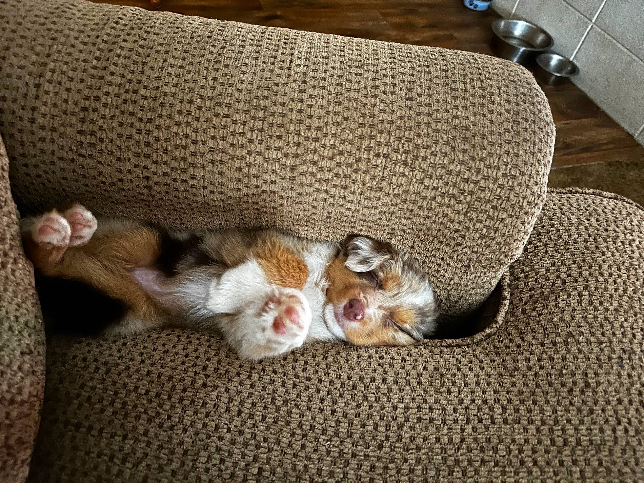 M.j is registered to the contest to win money with this photo: carnivore, cat, comfort, companion_dog, couch, dog, dog_breed, domestic_short_haired_cat, fawn, felidae, flooring, fur, linens, paw, small_to_medium_sized_cats, snout, sporting_group, tail, whiskers, wood