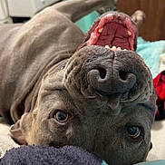 Bruno is registered to the contest to win money with this photo: dog, canine, pet, upside_down, mouth_open, teeth, tongue, indoor, blanket, fur, eyes, nose, snout, cozy, furniture, basket, curious, closeup, domestic, playful