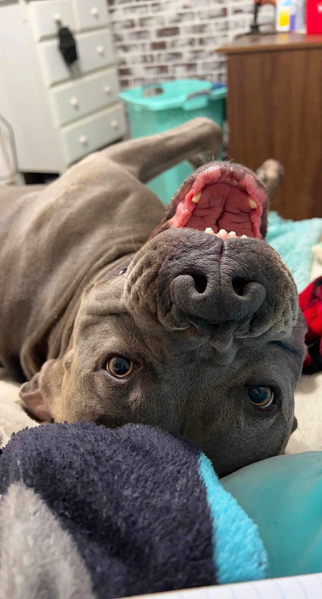 Bruno