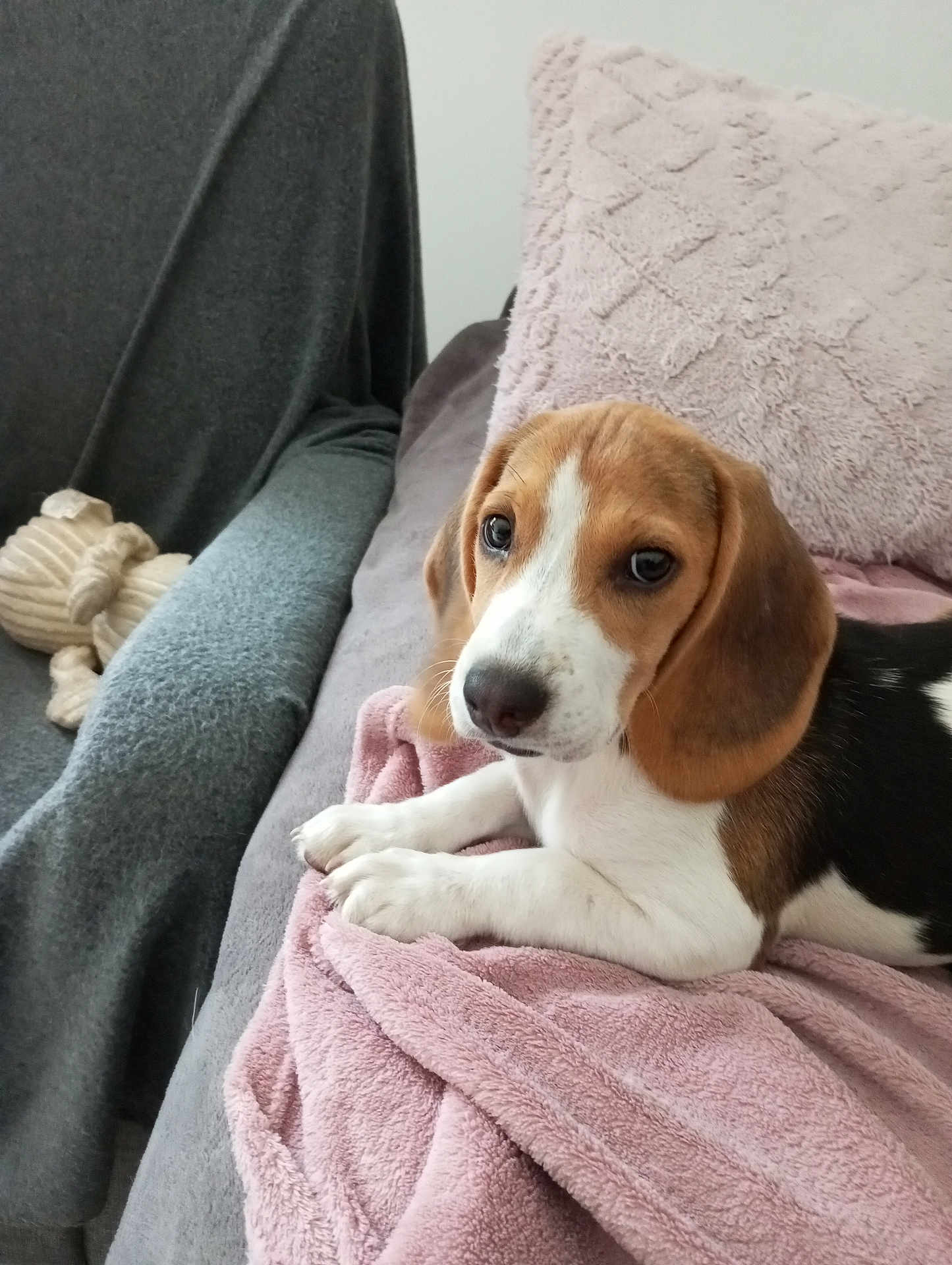 Christelle Choquet participe au concours pour gagner de l'argent avec cette photo : dog, puppy, beagle, couch, blanket, pink_blanket, pillow, gray_couch, indoor, pet, cute, relaxing, animal, soft_texture, toy, looking, ears, white_paws, brown_fur, black_fur