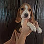 Athéna participe au concours pour gagner de l'argent avec cette photo : puppy, dog, beagle, hands, wooden_background, pet, animal, cute, young, brown, white, ears, portrait, indoor, holding, small, fur, face, paw, friendly
