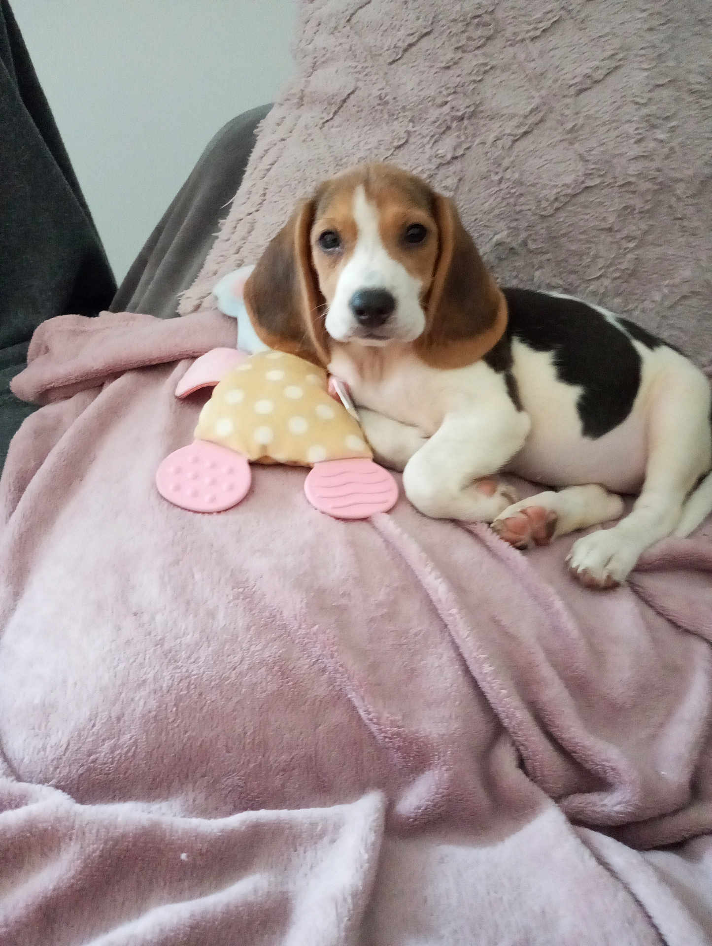 Athéna a rejoint le concours — aidez-le/la à gagner de superbes lots ! beagle, puppy, dog, pet, blanket, plush_toy, indoor, cozy, resting, cute, animal, fur, ears, face, paw, lying_down, soft_texture, pink, white, brown