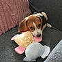 Athéna a rejoint le concours — aidez-le/la à gagner de superbes lots ! puppy, beagle, dog, plush_toy, fish_toy, couch, gray_fabric, pink_pillow, indoor, pet, cute, young_dog, playing, soft_texture, relaxing, small_dog, animal, cozy, home, resting