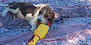 Athéna a rejoint le concours — aidez-le/la à gagner de superbes lots ! puppy, beagle, dog, toy, rubber_chicken, blanket, outdoor, grass, sunlight, playful, chewing, pet, animal, relaxing, patterned_blanket, purple, hat, shade, summer, cute
