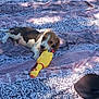 puppy, beagle, dog, toy, rubber_chicken, blanket, outdoor, grass, sunlight, playful, chewing, pet, animal, relaxing, patterned_blanket, purple, hat, shade, summer, cute