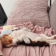 Athéna a rejoint le concours — aidez-le/la à gagner de superbes lots ! dog, puppy, sleeping, couch, blanket, pillow, plush_toy, indoor, relaxing, pet, cozy, resting, brown_and_white, soft_texture, home, comfort, leg, casual, furniture, living_room
