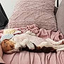 dog, puppy, sleeping, couch, blanket, pillow, plush_toy, indoor, relaxing, pet, cozy, resting, brown_and_white, soft_texture, home, comfort, leg, casual, furniture, living_room