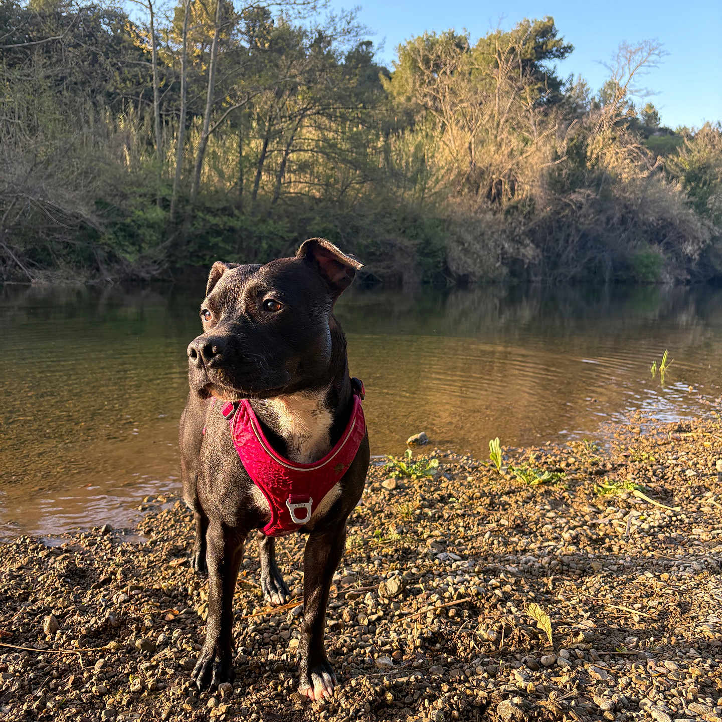 Mia participe au concours pour gagner de l'argent avec cette photo : animal, black, brown, canine, daylight, dog, forest, harness, landscape, mammal, nature, outdoor, pet, riverbank, rocks, scenic, sunlight, trees, water, wildlife