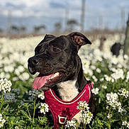 Mia a rejoint le concours — aidez-le/la à gagner de superbes lots ! dog, black_dog, pet, animal, flower_field, white_flowers, outdoor, nature, greenery, sunlight, happy, tongue_out, red_harness, close_up, portrait, summer, canine, grass, daytime, blurred_background