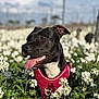 dog, black_dog, pet, animal, flower_field, white_flowers, outdoor, nature, greenery, sunlight, happy, tongue_out, red_harness, close_up, portrait, summer, canine, grass, daytime, blurred_background