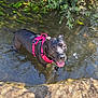 dog, black_dog, water, harness, pink_harness, tongue_out, outdoor, nature, sunlight, plants, shallow_water, river, smiling_dog, pet, animal, canine, happy, summer, daylight, reflection