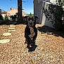 dog, black_dog, outdoor, gravel, sunlight, tree, white_building, path, daytime, shadow, pet, animal, nature, walking, closeup, canine, backyard, blue_sky, sunny, fur