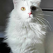 Snow a rejoint le concours — aidez-le/la à gagner de superbes lots ! cat, white, fluffy, heterochromia, golden_eye, dark_eye, pink_nose, whiskers, portrait, pet, animal, feline, closeup, indoor, soft_light, fur, cute, majestic, alert, domestic_cat