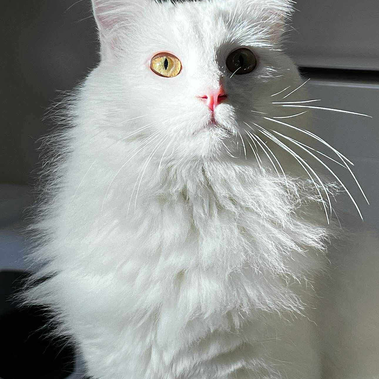 Snow a rejoint le concours — aidez-le/la à gagner de superbes lots ! alert, animal, cat, closeup, cute, dark_eye, domestic_cat, feline, fluffy, fur, golden_eye, heterochromia, indoor, majestic, pet, pink_nose, portrait, soft_light, whiskers, white