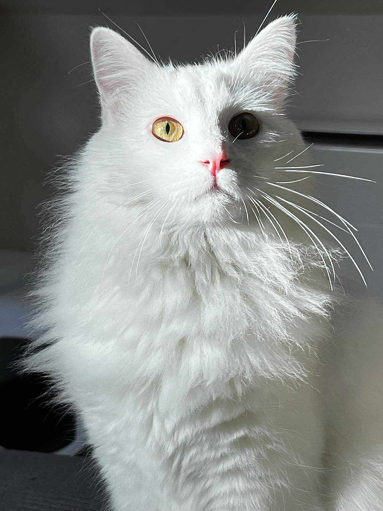 Snow a rejoint le concours — aidez-le/la à gagner de superbes lots ! cat, white, fluffy, heterochromia, golden_eye, dark_eye, pink_nose, whiskers, portrait, pet, animal, feline, closeup, indoor, soft_light, fur, cute, majestic, alert, domestic_cat