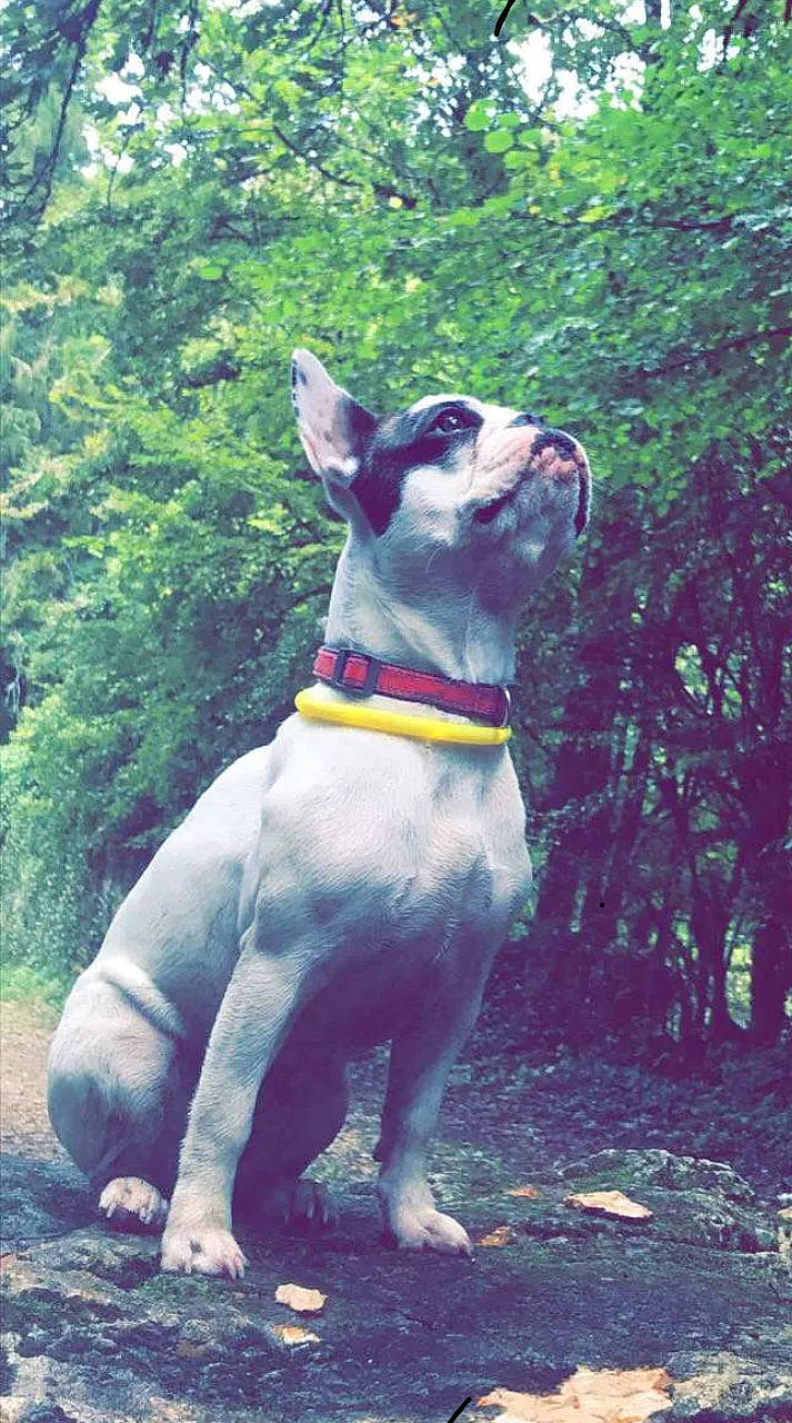 Shanna a rejoint le concours — aidez-le/la à gagner de superbes lots ! canidae, carnivore, collar, companion_dog, dog, dog_breed, dog_collar, dog_supply, fawn, grass, leash, pet_supply, plant, snout, sporting_group, tail, terrestrial_animal, tree, whiskers, working_animal