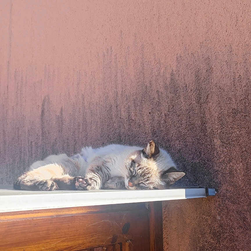 Yuki participe au concours pour gagner de l'argent avec cette photo : animal, cat, cozy, daylight, feline, fur, house, ledge, outdoor, peaceful, pet, pink_wall, quiet, relaxing, resting, roof, shadow, sleeping, sunlight, warm