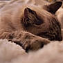 cat, sleeping, paw, blanket, cozy, fur, indoor, close_up, relaxation, pet, animal, soft, comfort, resting, feline, warm, cute, domestic, peaceful, napping