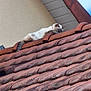 Yuki participe au concours pour gagner de l'argent avec cette photo : cat, roof, tiles, outdoor, sky, clouds, sunlight, relaxing, animal, feline, resting, building, architecture, sleeping, nature, daytime, fur, pet, quiet, peaceful