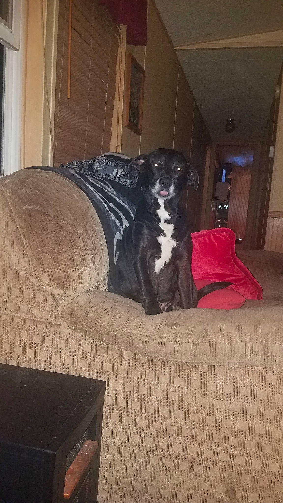 Molly Sue joined the competition — help win amazing prizes! brown, canidae, carnivore, comfort, companion_dog, couch, dog, dog_breed, door, fawn, floor, flooring, hardwood, linens, living_room, room, sporting_group, studio_couch, wood, working_animal