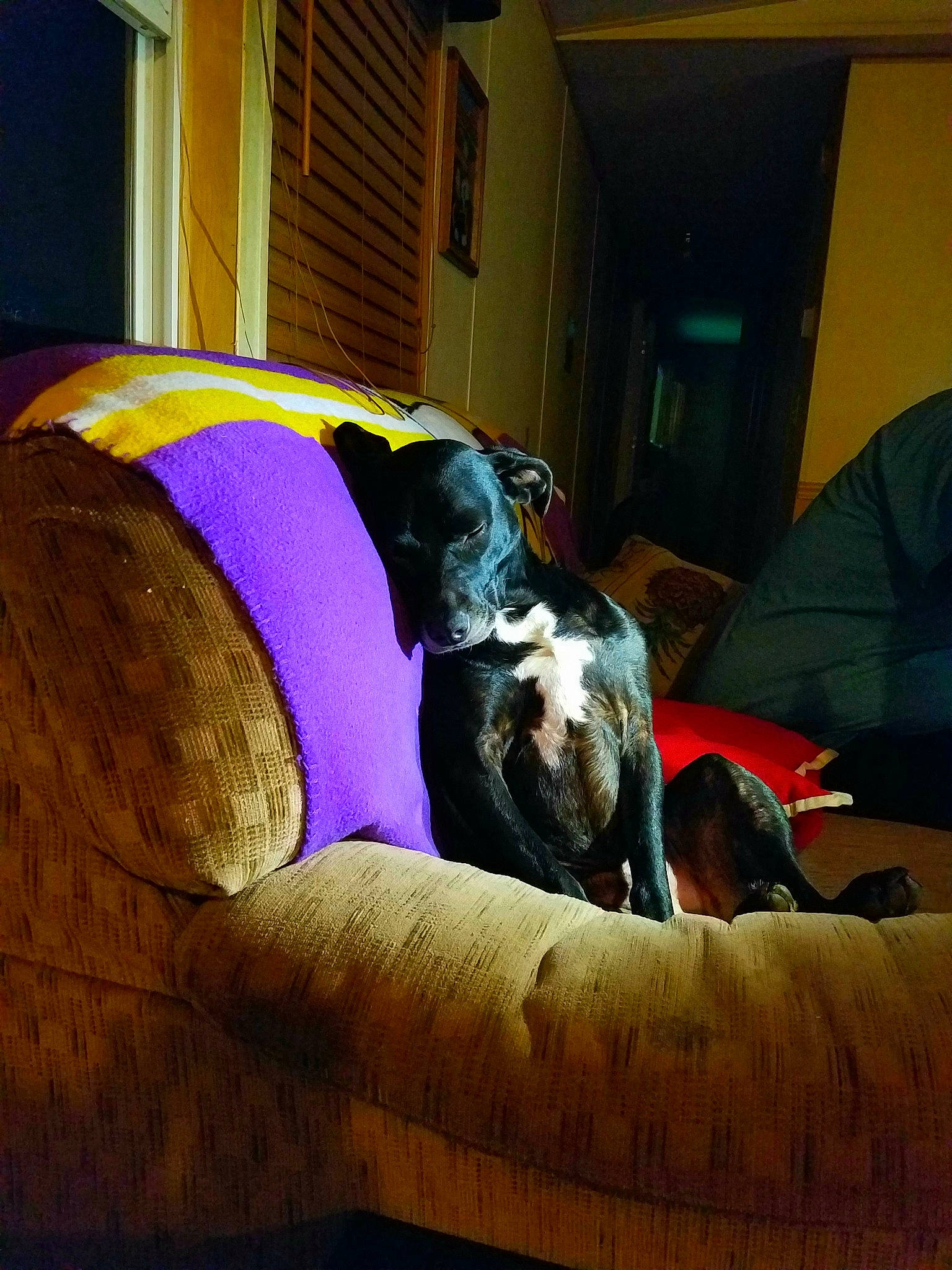 Molly Sue joined the competition — help win amazing prizes! ball, canidae, carnivore, comfort, companion_dog, couch, dog, dog_breed, door, fawn, flooring, living_room, magenta, pet_supply, purple, snout, sporting_group, tints_and_shades, window, working_animal