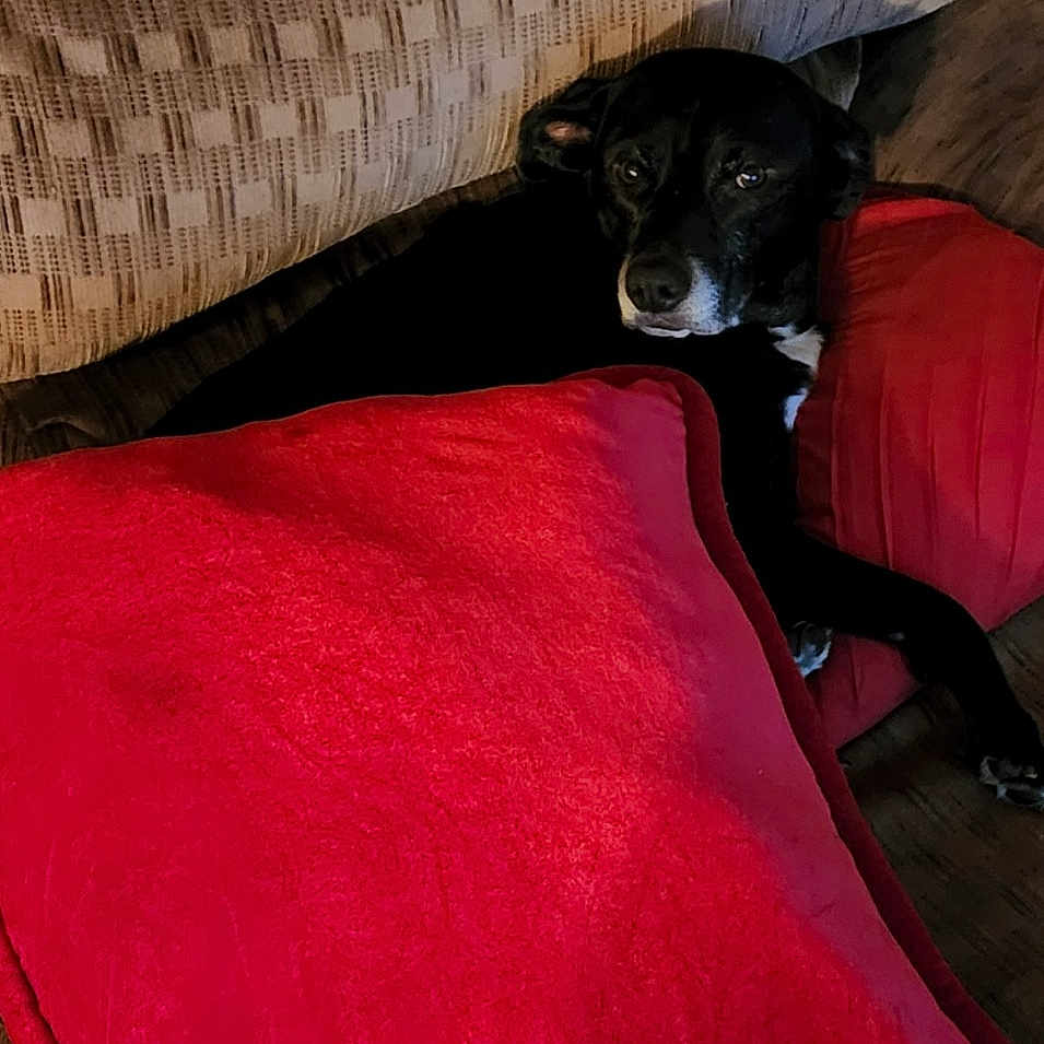 Molly Sue