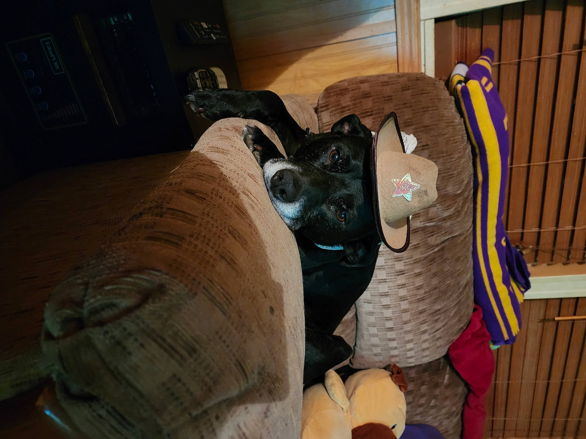 Molly is registered to the contest to win money with this photo: bag, carnivore, comfort, companion_dog, dog_breed, fawn, felidae, flooring, fur, hardwood, linens, personal_protective_equipment, plush, small_to_medium_sized_cats, stuffed_toy, terrestrial_animal, toy, whiskers, wood, working_animal