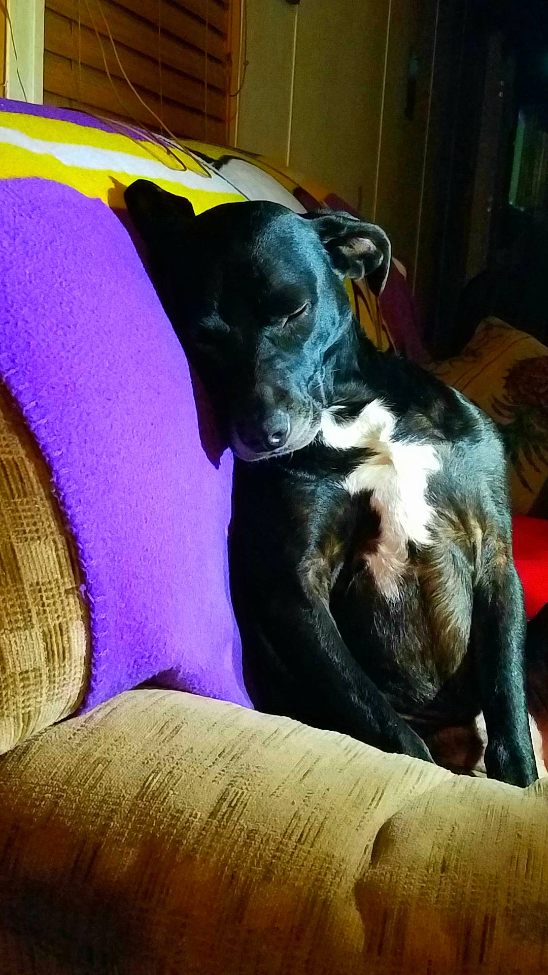 Molly Sue Hodge is registered to the contest to win money with this photo: borador, canidae, carnivore, chair, comfort, companion_dog, couch, dog, dog_breed, fawn, fur, guard_dog, snout, sporting_group, tail, terrestrial_animal, tints_and_shades, whiskers, working_animal, working_dog