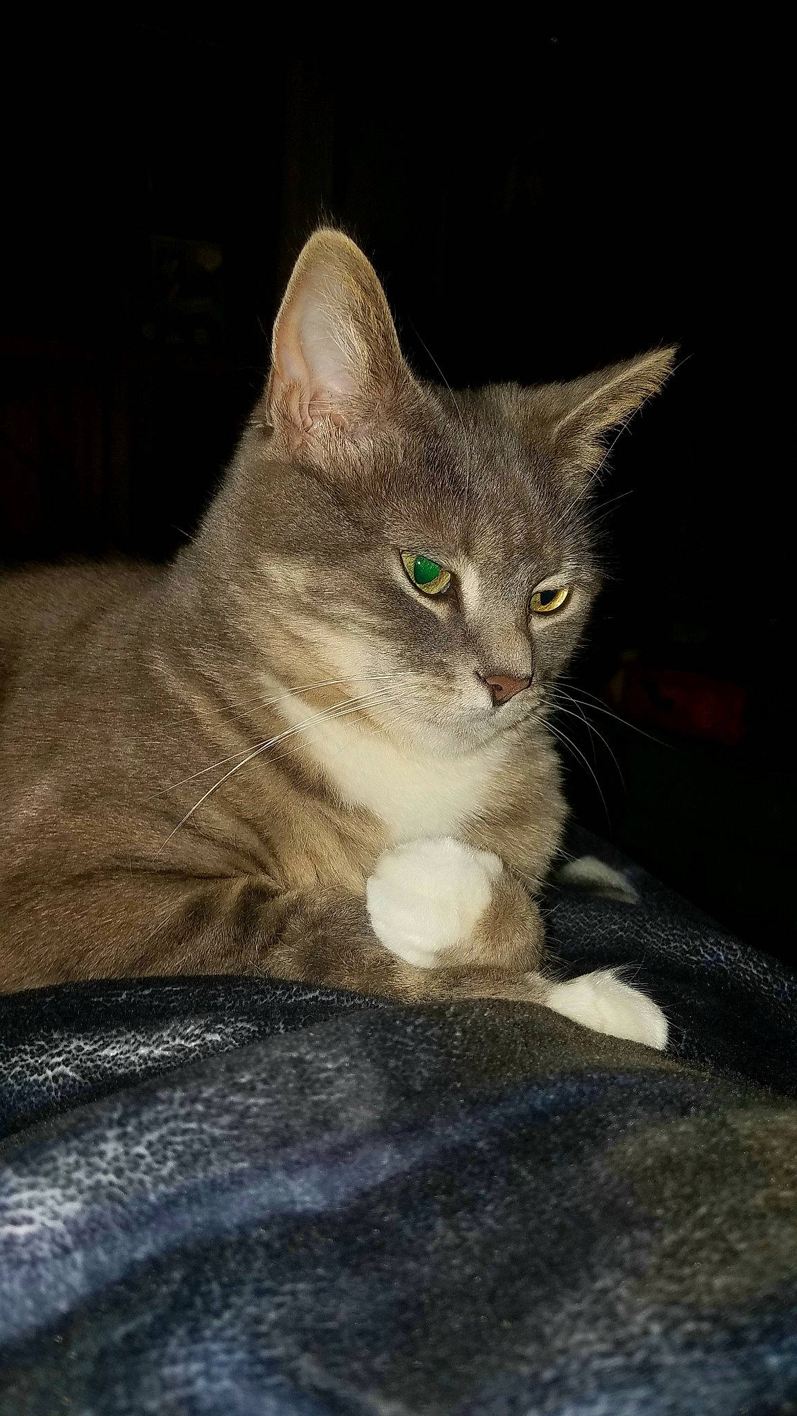 Christy joined the competition — help win amazing prizes! carnivore, cat, cat_toy, claw, darkness, domestic_short_haired_cat, felidae, fur, paw, photo_caption, sitting, small_to_medium_sized_cats, snout, tail, whiskers, window