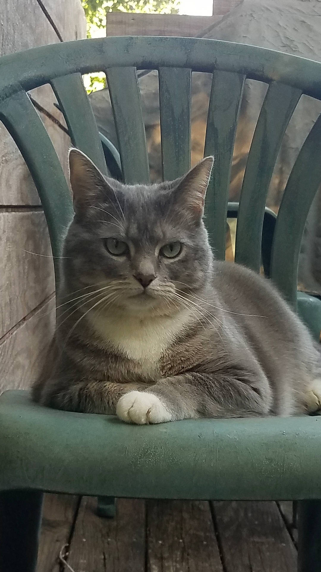 Christy joined the competition — help win amazing prizes! carnivore, cat, comfort, domestic_short_haired_cat, eye, felidae, fur, grey, mammal, photo_caption, sitting, small_to_medium_sized_cats, snout, tail, terrestrial_animal, tree, whiskers, wildlife, window