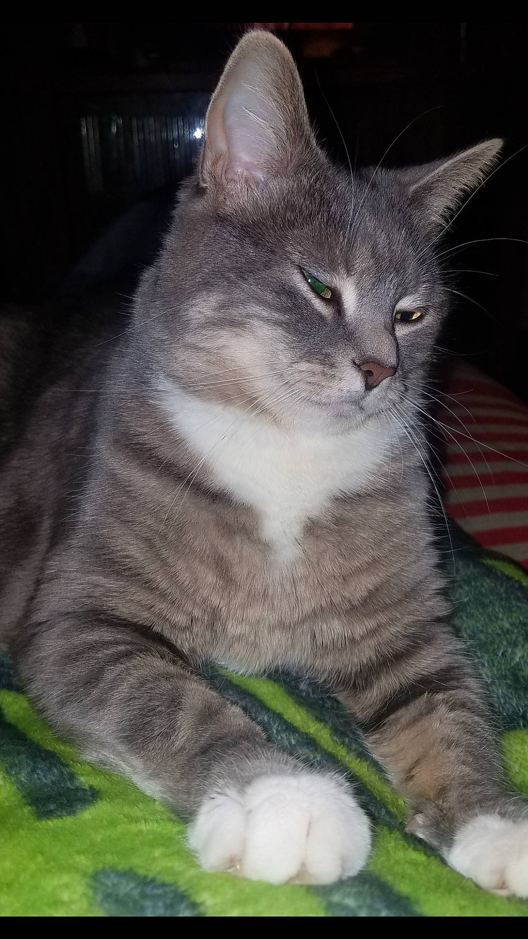 Christy joined the competition — help win amazing prizes! carnivore, cat, claw, domestic_short_haired_cat, eye, felidae, fur, grass, groundcover, paw, photo_caption, plant, small_to_medium_sized_cats, snout, tail, terrestrial_animal, tree, whiskers, wildlife, window