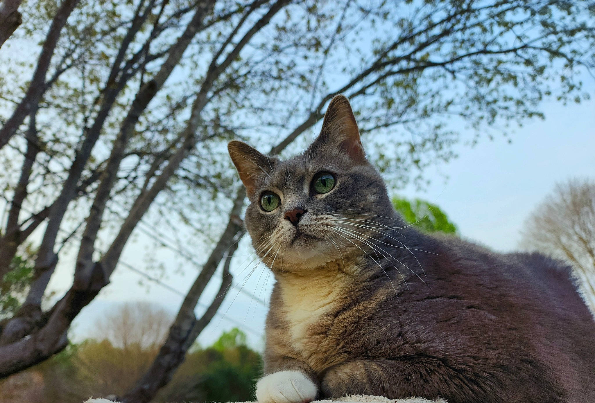 Christy H is registered to the contest to win money with this photo: carnivore, cat, domestic_short_haired_cat, fawn, felidae, fur, grass, plant, sky, small_to_medium_sized_cats, snout, tail, terrestrial_animal, tree, trunk, twig, whiskers, wildlife, window, wood