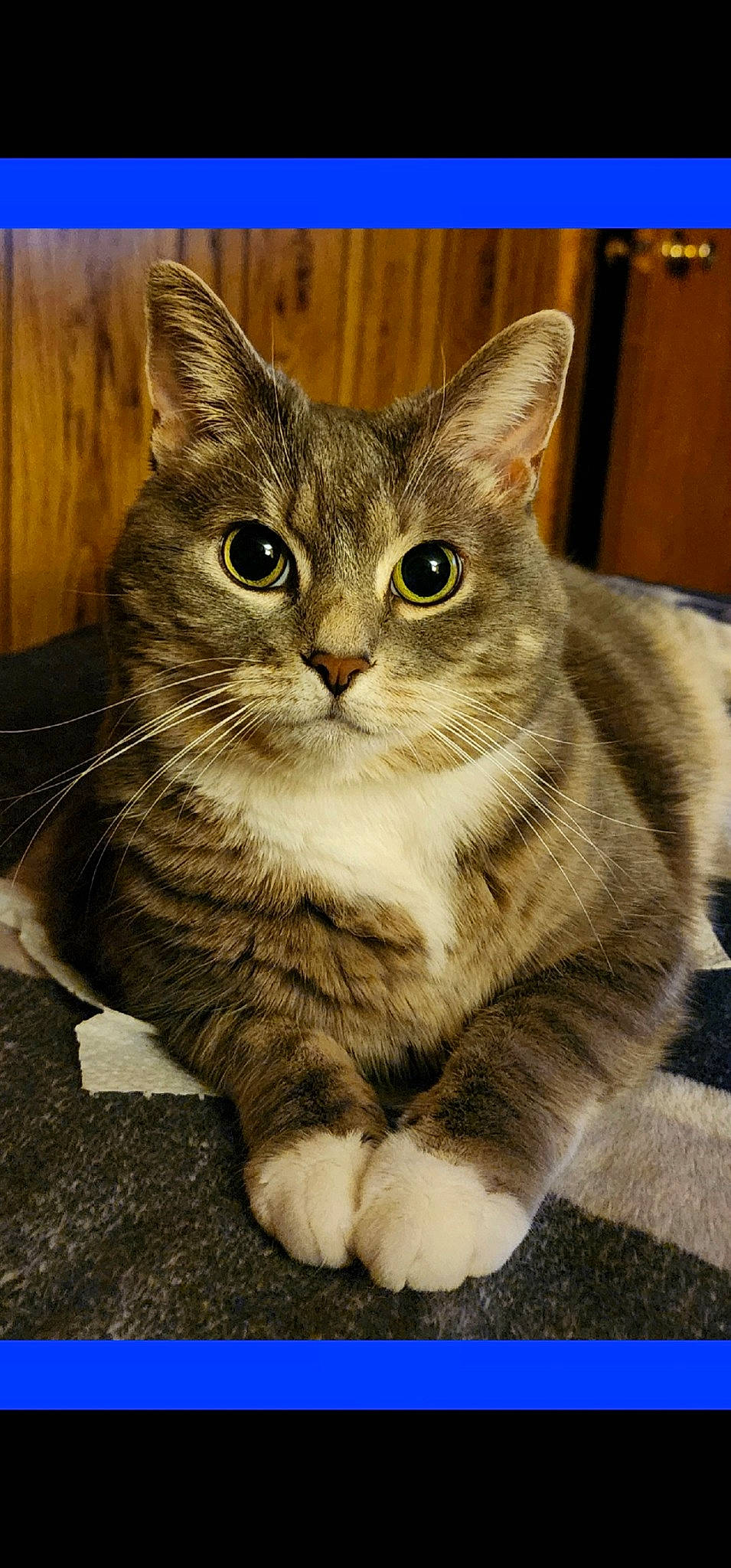 Christy H joined the competition — help win amazing prizes! carnivore, cat, domestic_short_haired_cat, felidae, fur, paw, photo_caption, sitting, small_to_medium_sized_cats, snout, tail, terrestrial_animal, whiskers, wildlife, window