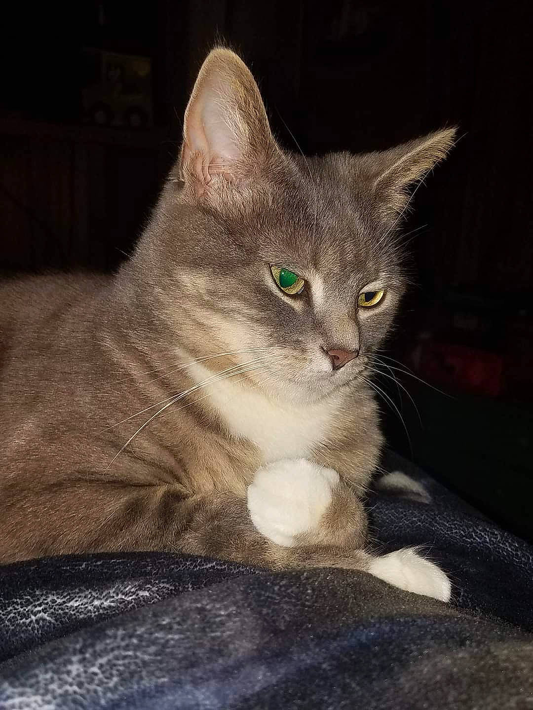 Christy Hodge joined the competition — help win amazing prizes! carnivore, cat, cat_toy, darkness, domestic_short_haired_cat, felidae, fur, grey, paw, photo_caption, sitting, small_to_medium_sized_cats, snout, tail, whiskers, window