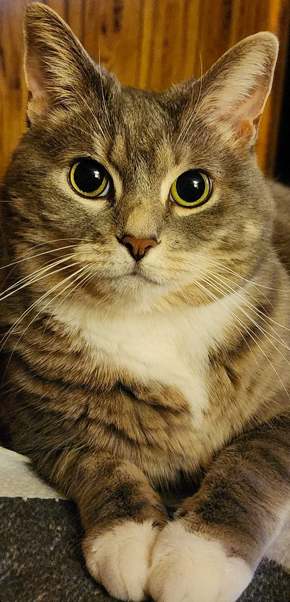 Christy Hodge joined the competition — help win amazing prizes! carnivore, cat, close_up, domestic_short_haired_cat, eye, felidae, fur, small_to_medium_sized_cats, snout, terrestrial_animal, tree, whiskers, wildlife, window