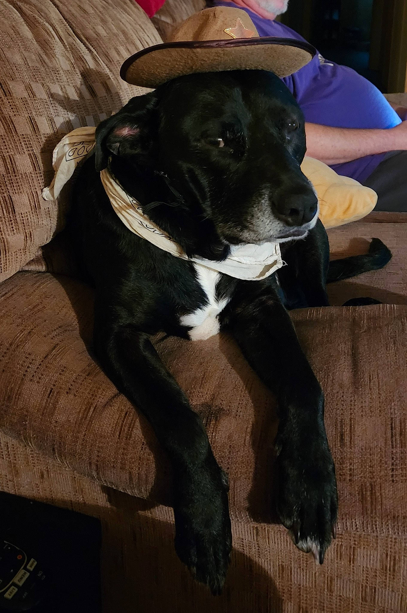 M Sue joined the competition — help win amazing prizes! borador, canidae, carnivore, collar, comfort, companion_dog, dog, dog_breed, dog_collar, fashion_accessory, fawn, fur, hat, non_sporting_group, personal_protective_equipment, sporting_group, working_animal