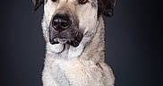 Ivy participe au concours pour gagner de l'argent avec cette photo : dog, portrait, studio, sitting, animal, pet, canine, face, eyes, ears, muzzle, nose, fur, white_fur, gray_fur, serious_expression, front_view, dark_background, photography, dramatic_lighting