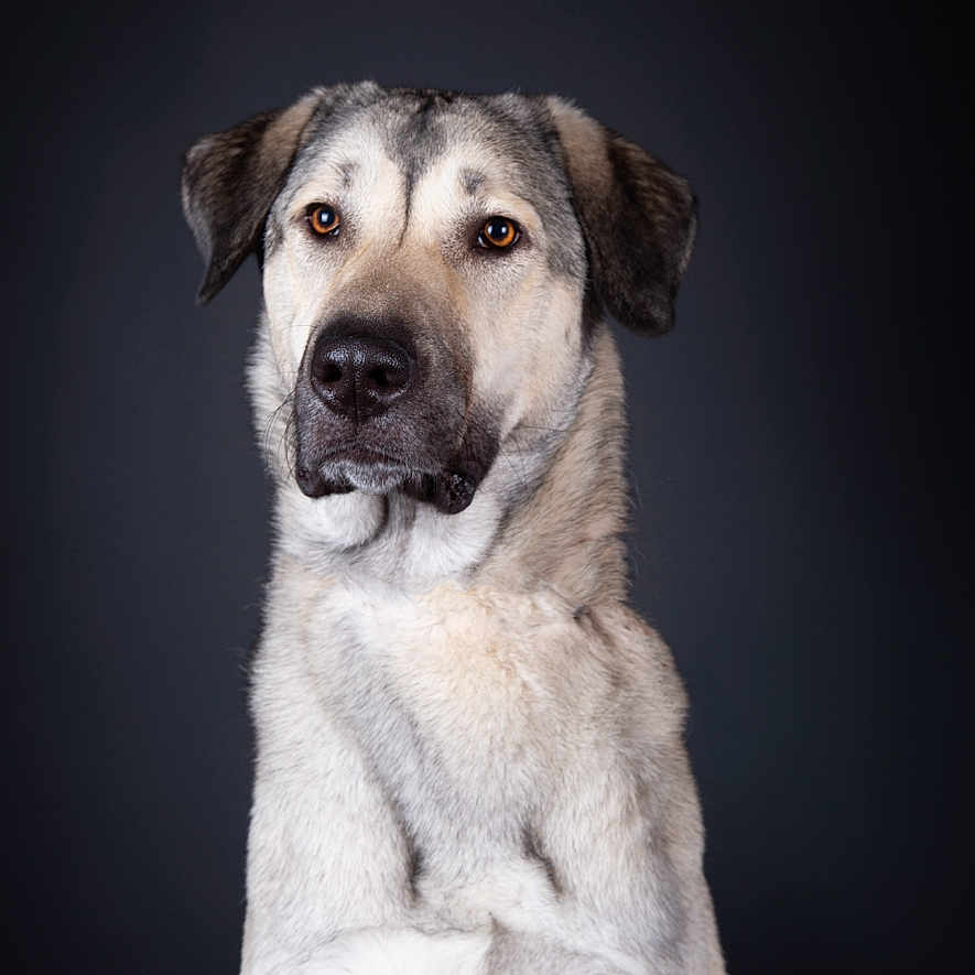 Ivy participe au concours pour gagner de l'argent avec cette photo : dog, portrait, studio, sitting, animal, pet, canine, face, eyes, ears, muzzle, nose, fur, white_fur, gray_fur, serious_expression, front_view, dark_background, photography, dramatic_lighting
