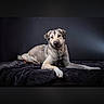 Ivy participe au concours pour gagner de l'argent avec cette photo : dog, canine, pet, animal, portrait, studio, blanket, lying_down, relaxed, looking_at_camera, floppy_ears, short_hair, brown_fur, gray_fur, black_background, indoor, photography, centered_subject, dramatic_lighting, cute