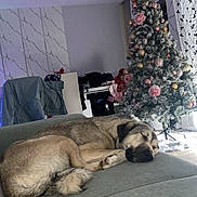 Ivy participe au concours pour gagner de l'argent avec cette photo : dog, sleeping, sofa, living_room, christmas_tree, christmas, decorations, ornaments, indoors, home, furniture, couch, resting, lying_down, brown_dog, fluffy_tail, holiday, curtains, cozy, portrait