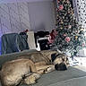 dog, sleeping, sofa, living_room, christmas_tree, christmas, decorations, ornaments, indoors, home, furniture, couch, resting, lying_down, brown_dog, fluffy_tail, holiday, curtains, cozy, portrait