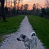 Ivy a rejoint le concours — aidez-le/la à gagner de superbes lots ! dog, pet, walking, leash, gravel_path, trail, outdoors, countryside, park, grass, trees, sunset, twilight, evening, landscape, nature, road, rural, gray_dog, scenic