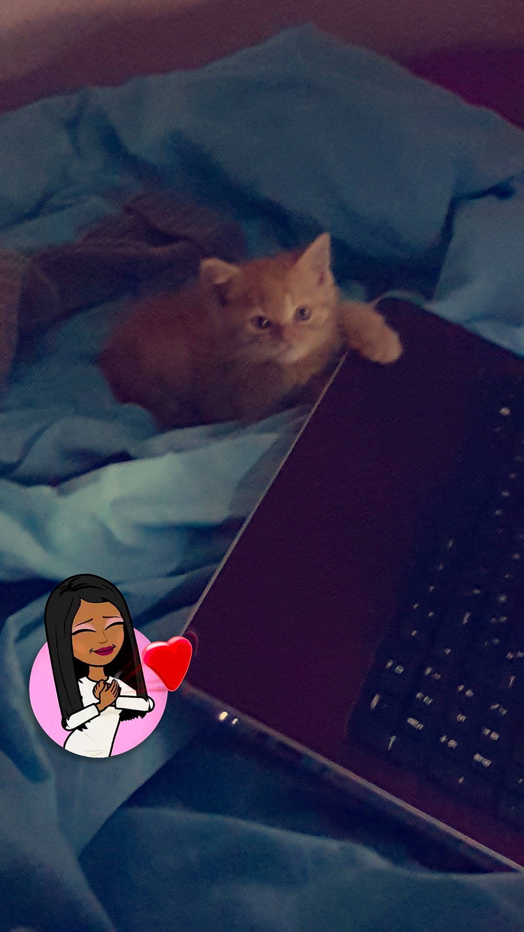 Citrouille participe au concours pour gagner de l'argent avec cette photo : blue, cat, cat_like_mammal, computer_wallpaper, joy, mammal, person, photography, sky, small_to_medium_sized_cats, space, vertebrate, whiskers