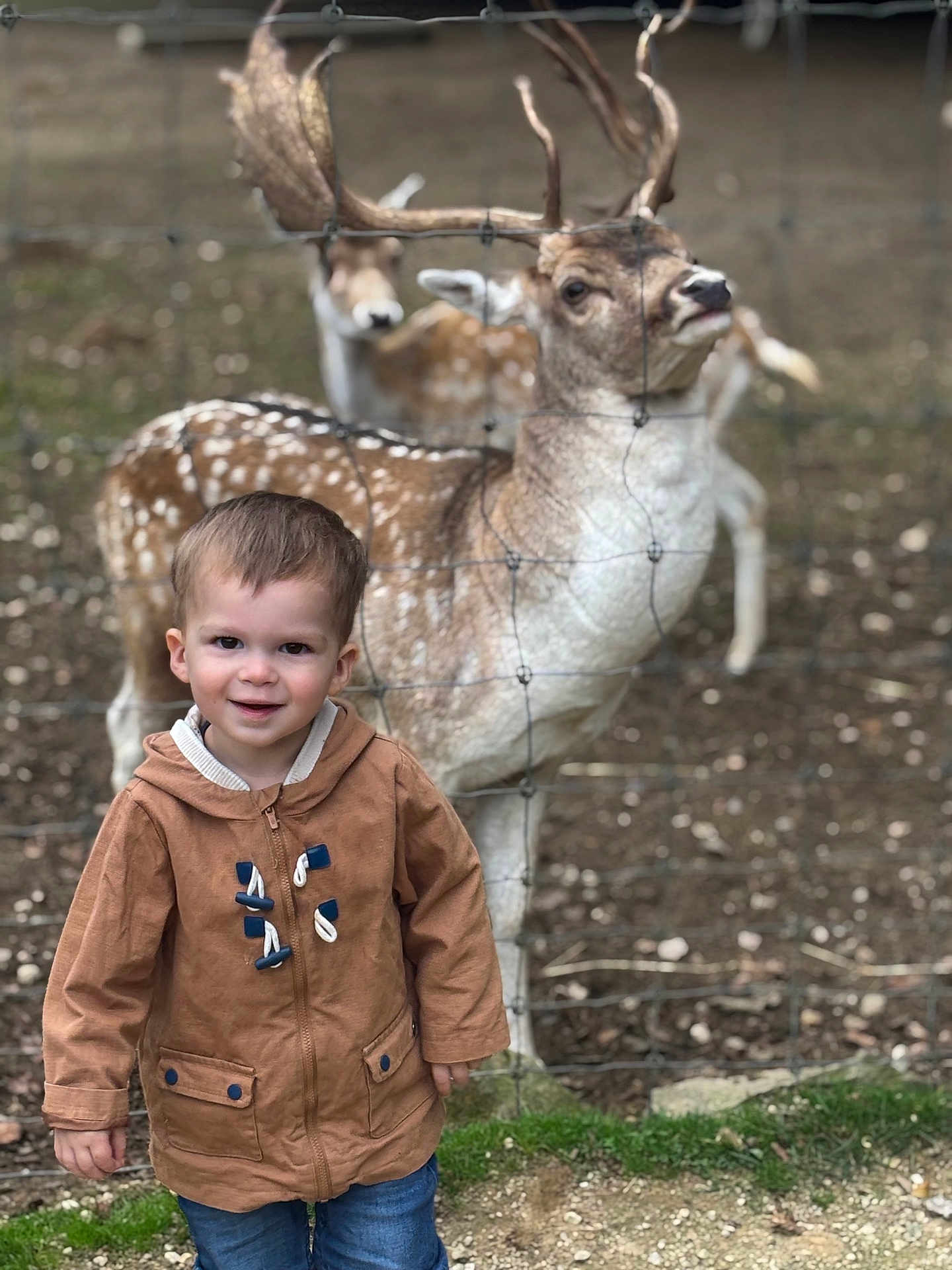 Julyann Lemier a rejoint le concours — aidez-le/la à gagner de superbes lots ! animal, antlers, brown_jacket, casual_clothing, child, cute, daylight, deer, dirt, fence, forest, grass, jeans, nature, outdoor, portrait, smiling, toddler, wildlife, young_child