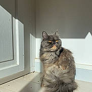 Nova a rejoint le concours — aidez-le/la à gagner de superbes lots ! cat, gray_cat, fluffy, amber_eyes, sunlight, shadow, wooden_floor, corner, indoor, pet, feline, sitting, quiet, calm, domestic_cat, fur, animal, light, shadow_play, house